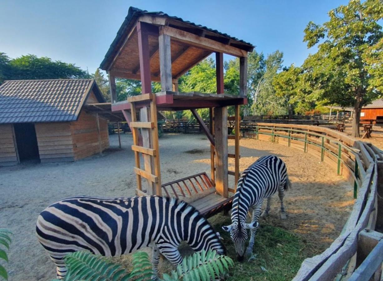 Delfin Apartments Konstanca Zewnętrze zdjęcie